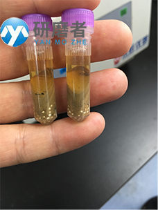 研磨離心后的提取