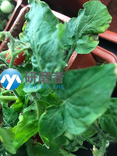 冷凍研磨儀樣本研磨前